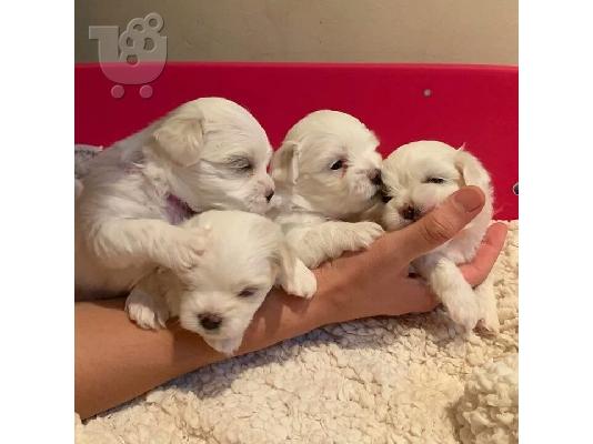 λευκά κουτάβια Μάλτας